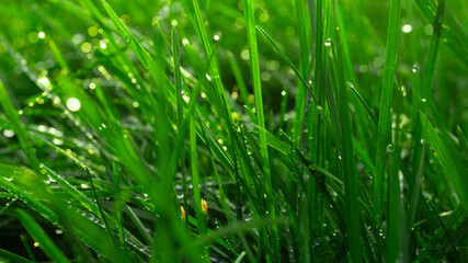 green grass with dew