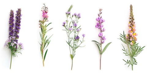 Naklejka premium A variety of colorful flowers arranged on a white background. Suitable for floral design projects