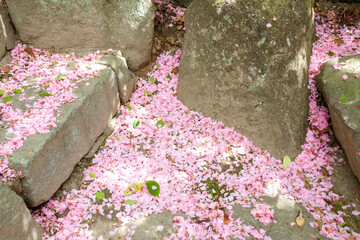 桜の花びらに敷きつめられた石段
