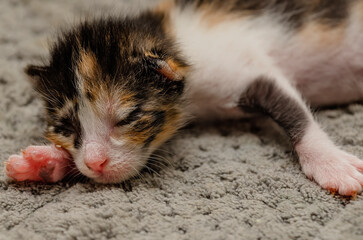 One-week-old calico kitten sleeping © Carmen K. Sisson