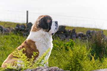 Grand chien Saint Bernard assis de profil le regard fixe vers l'horizon