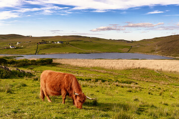 Vache des highlands rousse à grandes cornes qui broute l'herbe au bord d'un loch en Ecosse au...