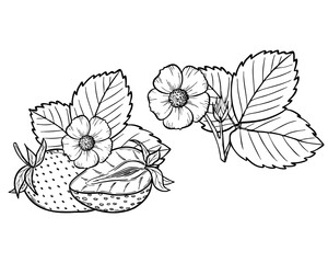Vector strawberry line art illustration set with berries, leaves and flowers, hand drawn botanical outline drawing, monochrome sketch. Design elements for coloring book, background, pattern, packaging