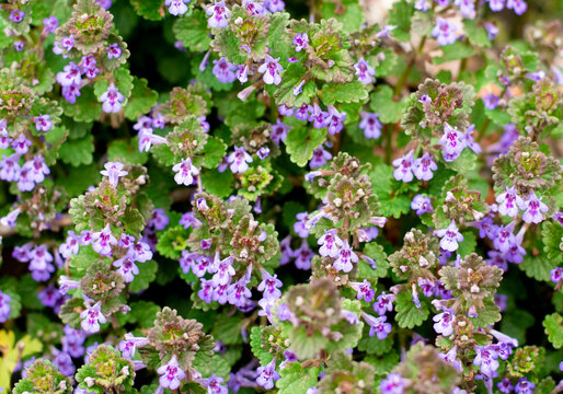 Spring background of small purple flowers on a clear day. High quality photo