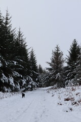 snow covered trees in the mountains