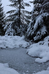 snow covered trees and pond