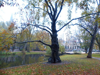 Automne bois lac Amsterdam Pays-Bas