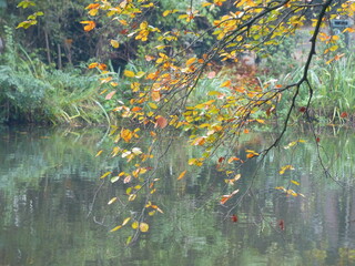 Automne bois Amsterdam Pays-Bas