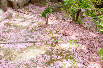 桜の花びらに敷きつめられた石段