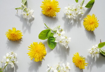 Spring concept. Yellow dandelion flowers and white tree flowers on a white background. Background, top view, copy.