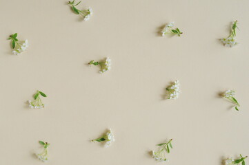 Spring, concept. White flowers on a beige, pastel background. Background, top view, copy, texture.