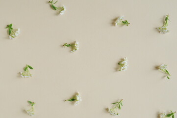 Fototapeta premium Spring, concept. White flowers on a beige, pastel background. Background, top view, copy, texture.