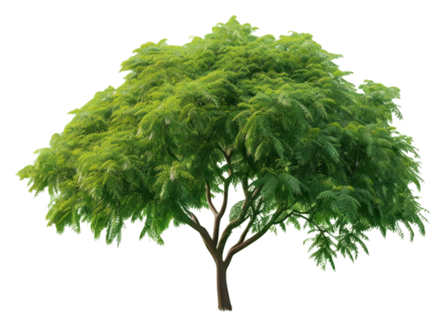 PNG Plant tree tranquility vegetation