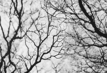 Bare tree branches on white black and white natural pattern oak branches in winter copy spaces