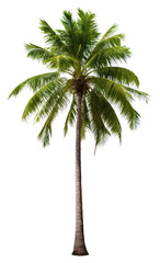 PNG Plant tree tranquility arecaceae