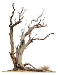 PNG Driftwood plant tree tranquility