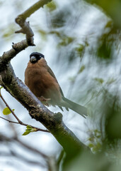 Bullfinch (Pyrrhula pyrrhula) - Found across Europe, Asia & parts of North Africa