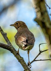 Song Thrush (Turdus philomelos) - Found across Europe & parts of Asia - 786692473