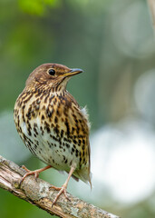 Song Thrush (Turdus philomelos) - Found across Europe & parts of Asia - 786692487