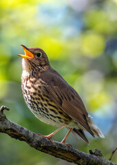 Song Thrush (Turdus philomelos) - Found across Europe & parts of Asia - 786692489