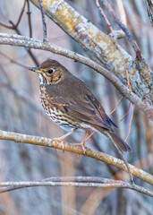 Song Thrush (Turdus philomelos) - Found across Europe & parts of Asia - 786692493