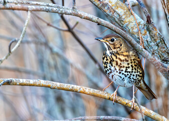 Song Thrush (Turdus philomelos) - Found across Europe & parts of Asia - 786692497