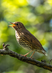 Song Thrush (Turdus philomelos) - Found across Europe & parts of Asia - 786692498