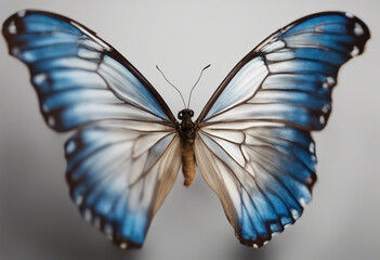 Wings of a butterfly Morpho Morpho butterfly wings isolated on a white background Beautiful blue...