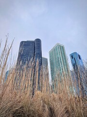 low angle view of downtown chicago skyscrapers from a city park with wild grass bushes in the...