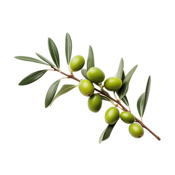 A photo of an olive tree branch with a berry and green leaves SVG on a transparent background