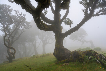 Nebelwald Fanal auf der Insel Madeira