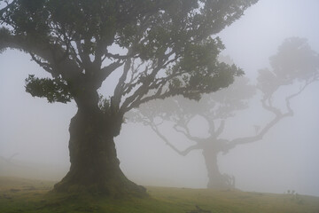 Nebelwald Fanal auf der Insel Madeira