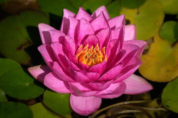 Seerose Pink (Nymphaea)
