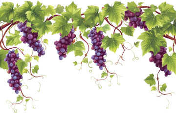PNG Vine borders grapes fruit plant