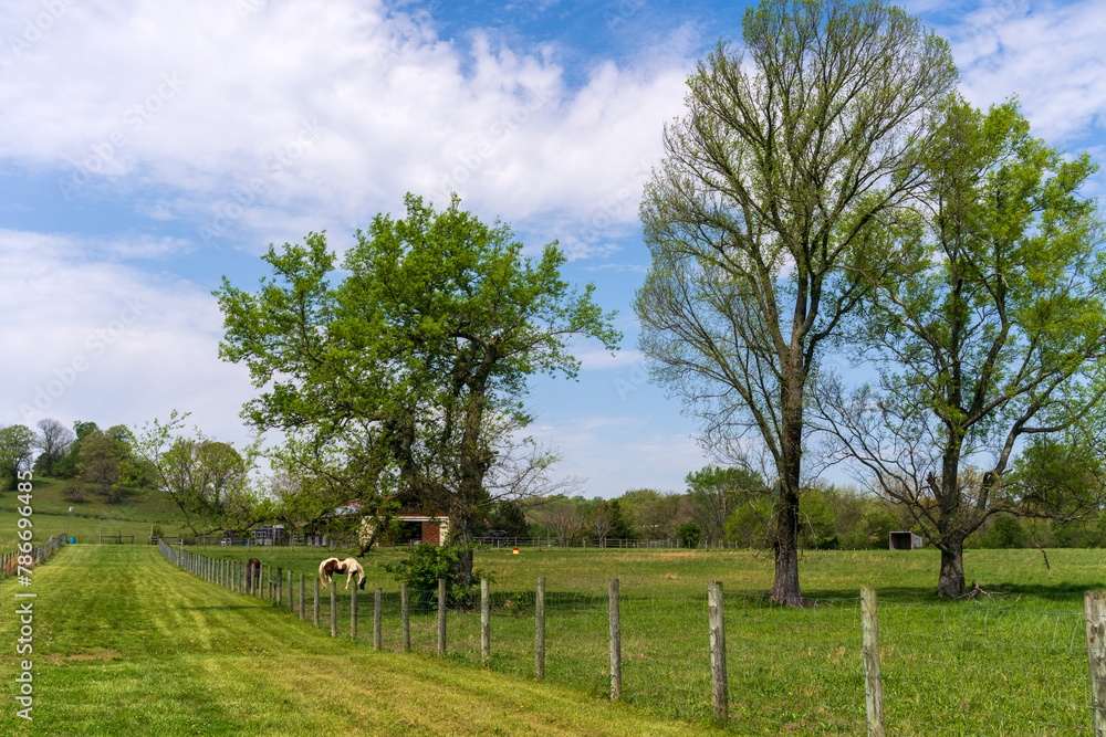 Wall mural two quarter horses in a tennessee field