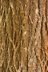 Bark of tree. Seamless brown tree bark texture