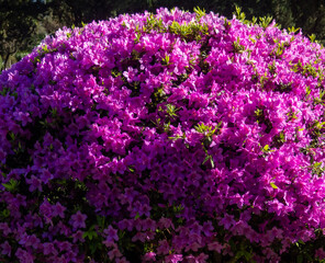 Many azalea flowers on a bush. Spring in the subtropics. Early flowering. background of flowers. Pink petals. A