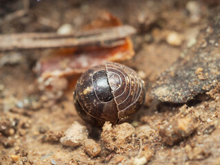 Armadillidium vulgare