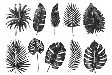 Palm leaf hand drawn crayon brush illustration. Foliage black tropical jungle leaves monstera, banana tree leaf texture silhouette elements. Hand drawn grunge black texture. Vector illustration. vecto