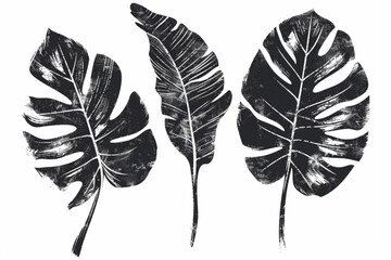 Palm leaf hand drawn crayon brush illustration. Foliage black tropical jungle leaves monstera, banana tree leaf texture silhouette elements. Hand drawn grunge black texture. Vector illustration. vecto