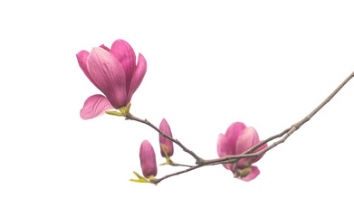 Naklejka na ściany i meble magnolia flower branch isolated on white background
