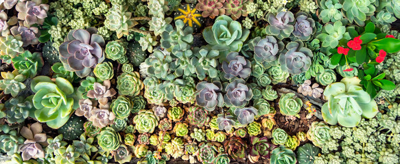 Miniature succulent plants in a planter background - 786698083