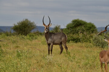 Antilope in Africa