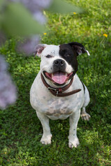 The dog is relaxing in the park in nature in lilac flowers. Walking with a pet