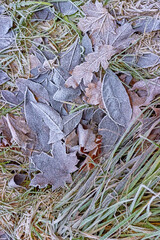 Dry fallen autumn leaves on the withered grass, covered with frost. First autumn frosts