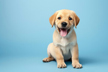 Happy puppy smiling on light blue empty background with space for text or inscriptions, front view
