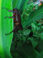 beetle on a leaf