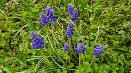 Muscari botryoides is a bulbous perennial plant of the genus Muscari, grape hyacinth
