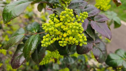 Mahonia aquifolium 'Smaragd', Hardy evergreen dwarf shrub