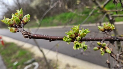 Spring Awakening: Budding Leaves